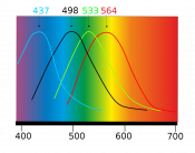 Spectre d'absorption des cônes
